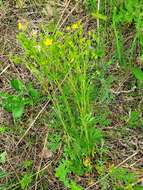 Image of Potentilla longipes Ledeb.