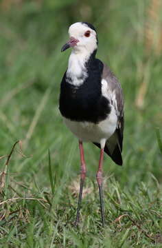 Image of Long-toed Lapwing