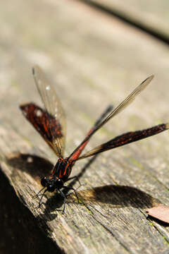 Image of Euphaea formosa Hagen ex Selys 1869