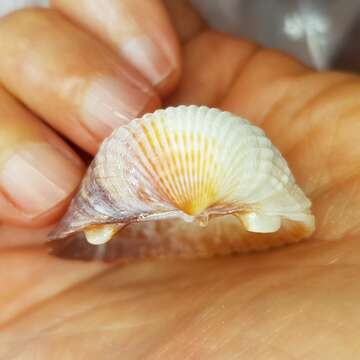 Image of brackish cockle