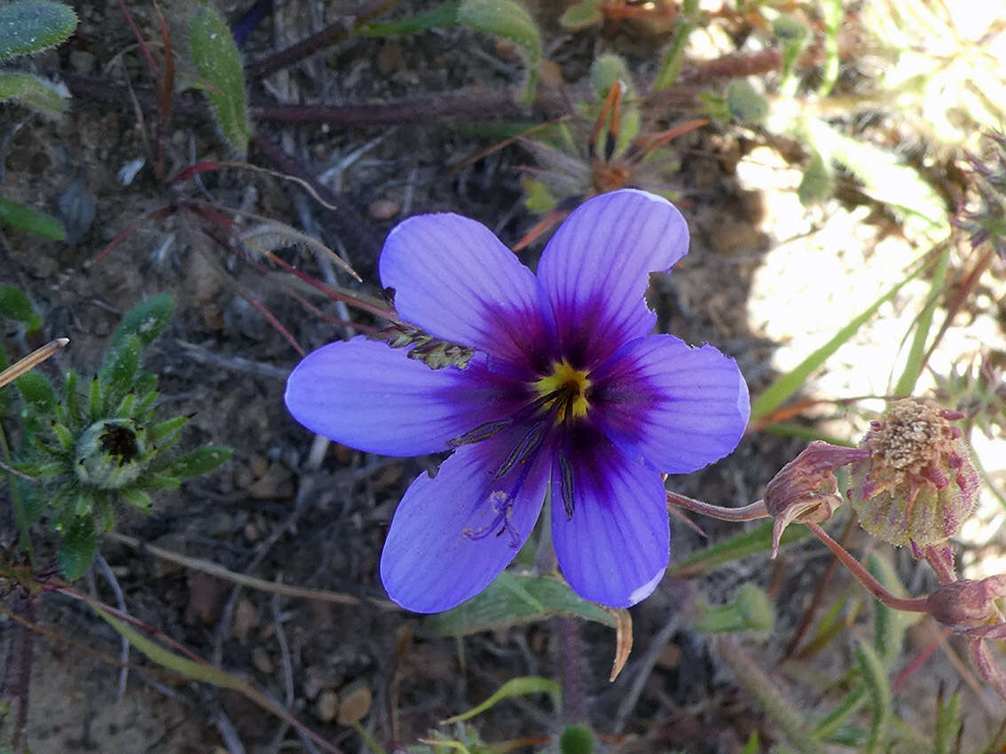 Image of Geissorhiza splendidissima Diels