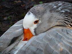 Image of Greylag Goose