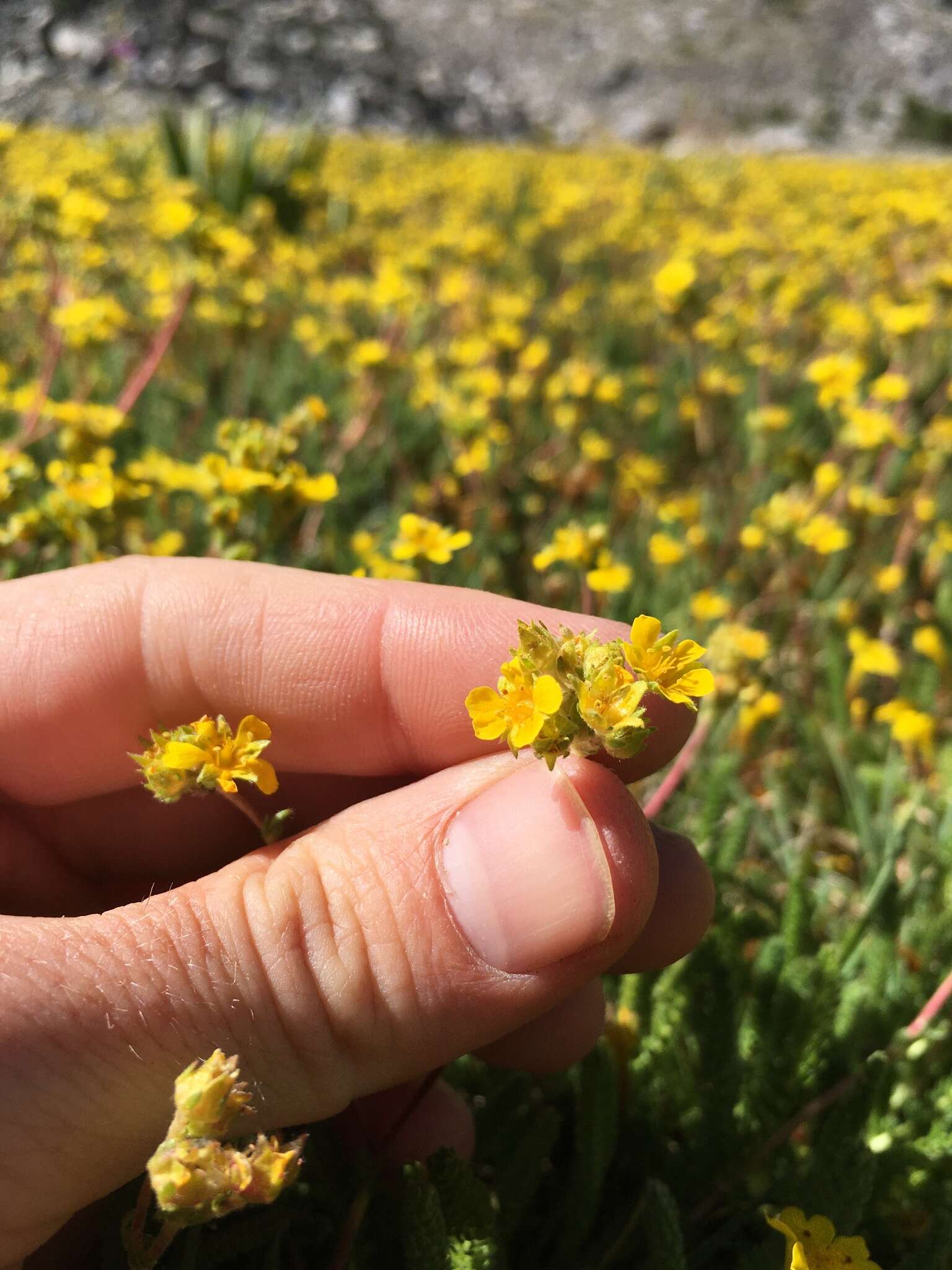 Plancia ëd Ivesia lycopodioides var. scandularis (Rydb.) Ertter & Reveal