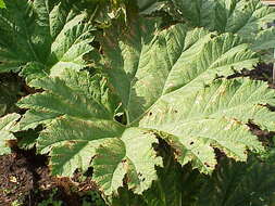 Image of giant rhubarb