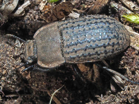 Image of Opatrum sabulosum (Linnaeus 1761)