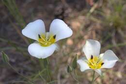 Calochortus leichtlinii Hook. fil. resmi