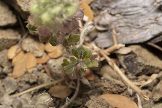 Image of Alyssum pogonocarpum Carlström