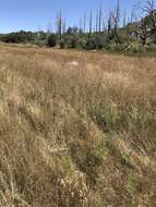 صورة Symphyotrichum defoliatum (Parish) G. L. Nesom