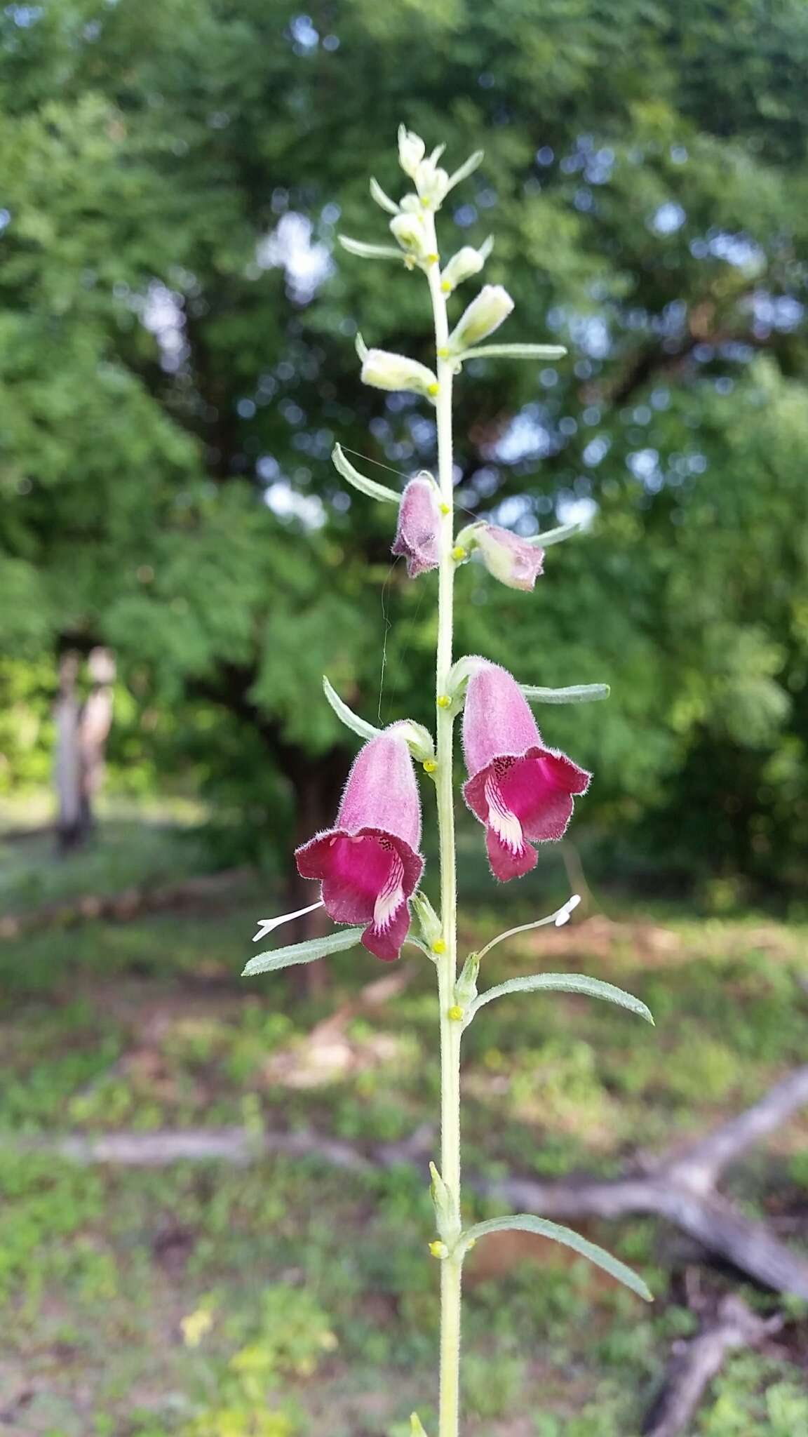 Image of Sesamum calycinum Welw.