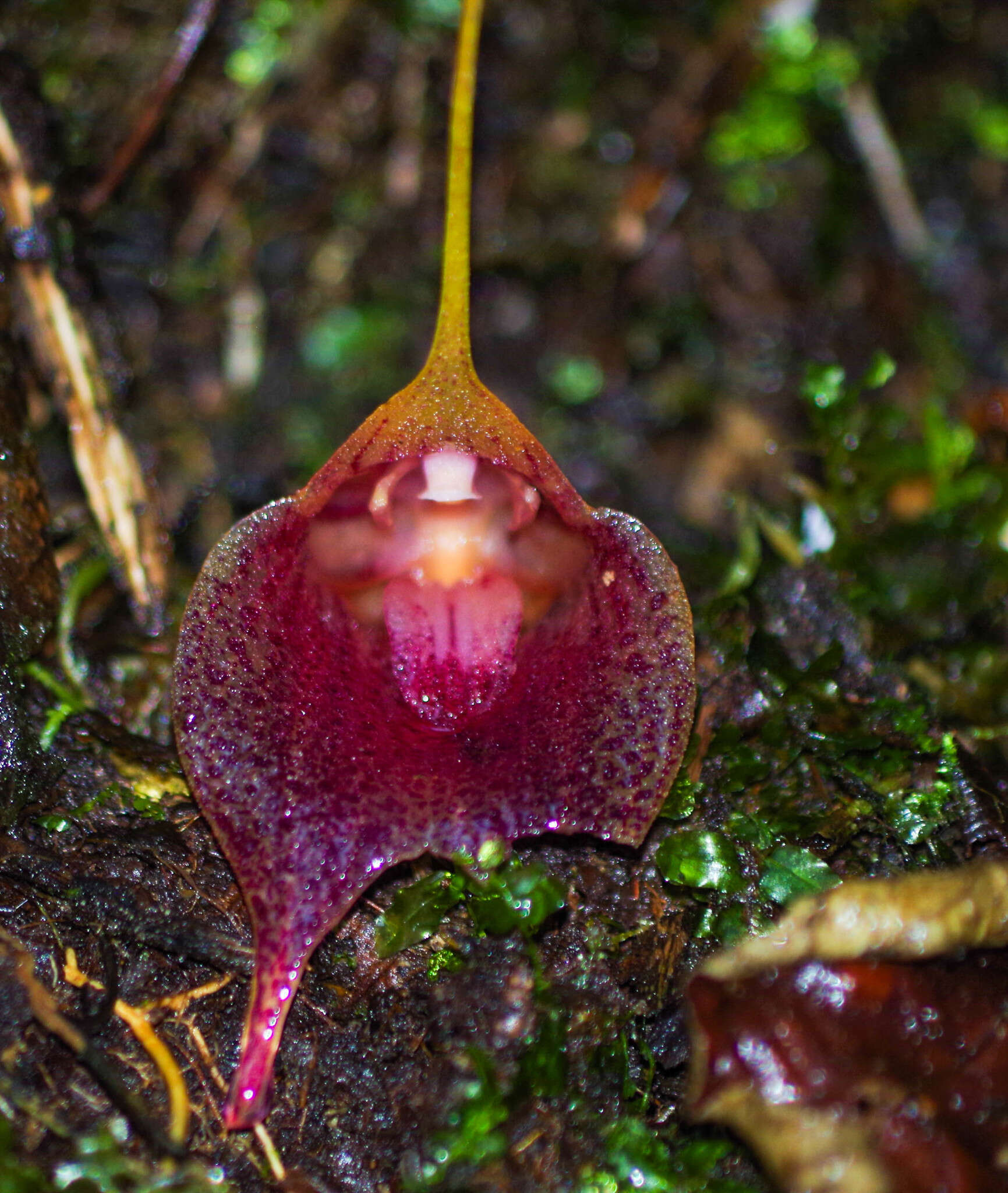 Imagem de Masdevallia angulata Rchb. fil.