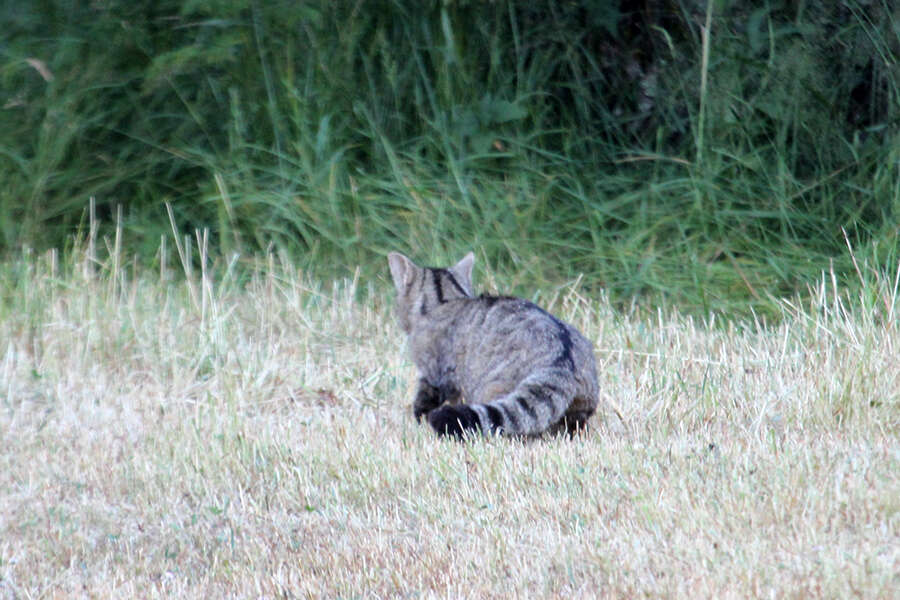 Image of European Wildcat