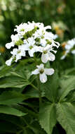 Image of Pinnate Coralroot