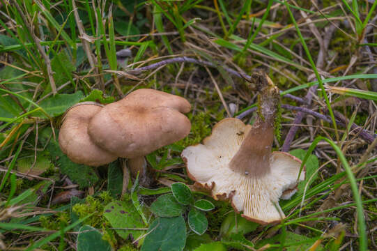 Image of Calocybe carnea (Bull.) Donk