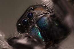 صورة Phidippus regius C. L. Koch 1846