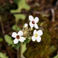 Слика од Harmsiodoxa blennodioides (F. Muell.) O. E. Schulz