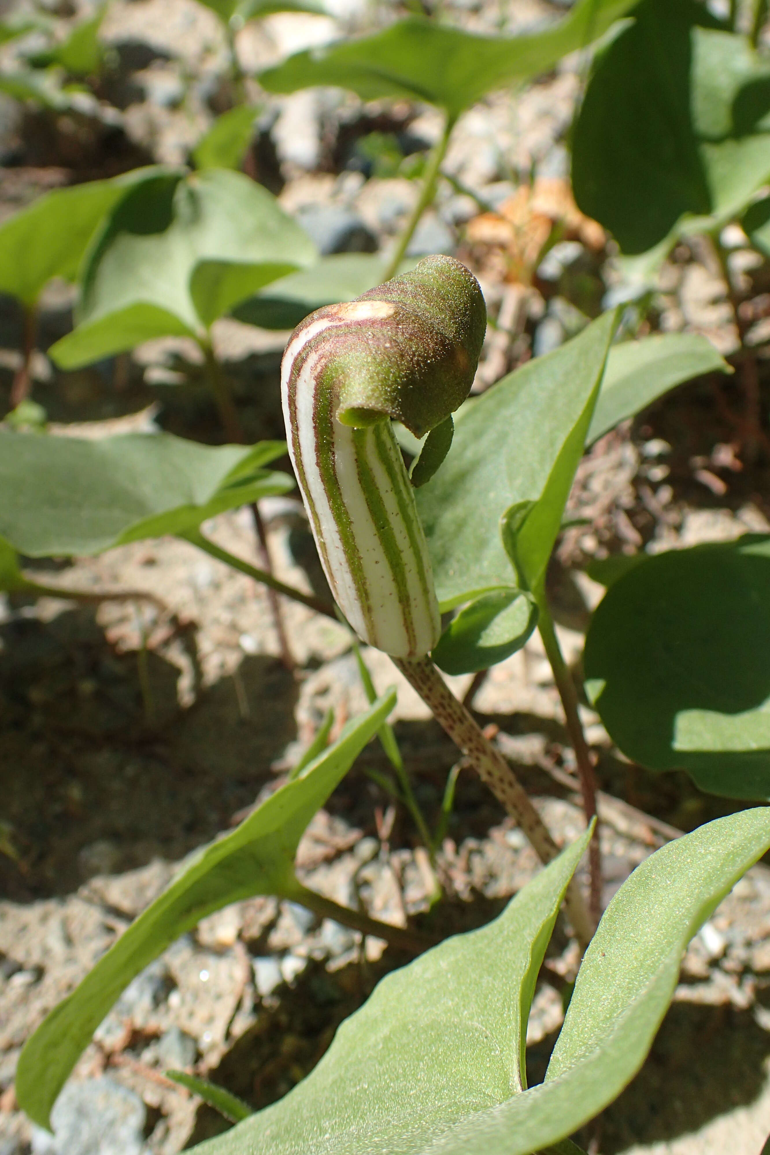 Image of Friar's cowl