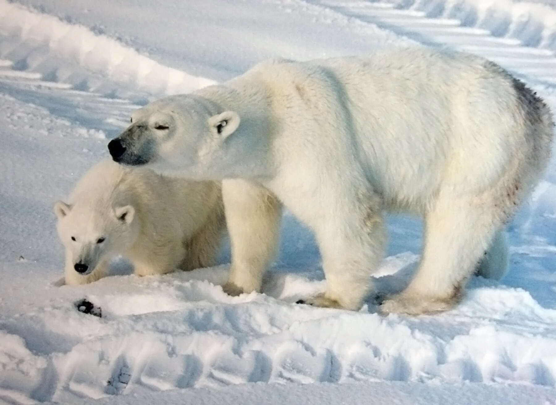 Imagem de urso-polar