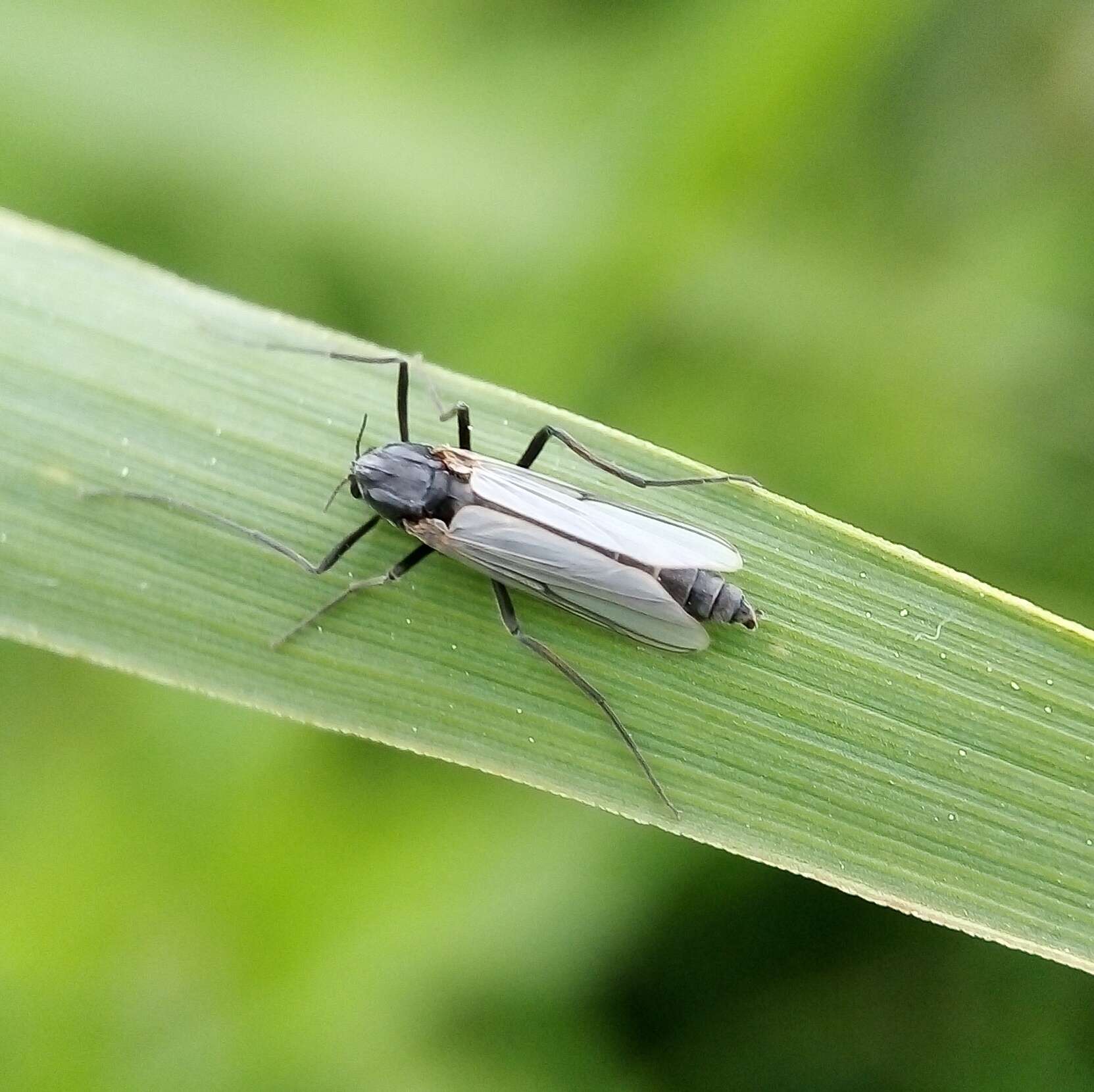 Image of Chironomidae