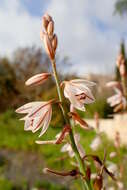 Image of onionweed