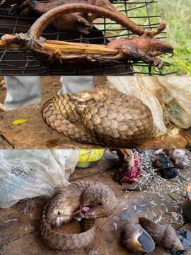 Image of tree pangolin