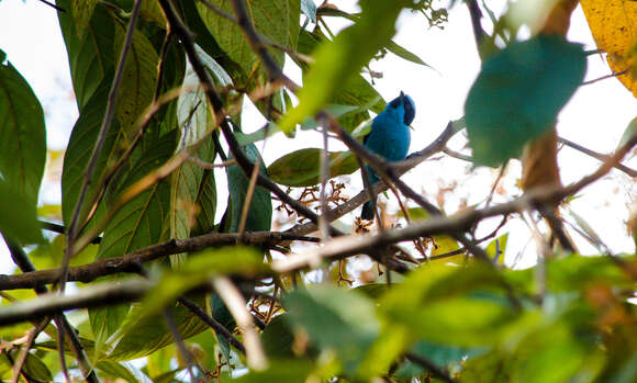 Image of Turquoise Dacnis