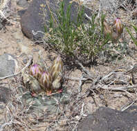 صورة Sclerocactus glaucus (K. Schum.) L. D. Benson