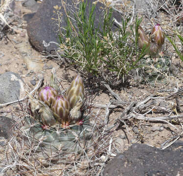 Image of Colorado hookless cactus