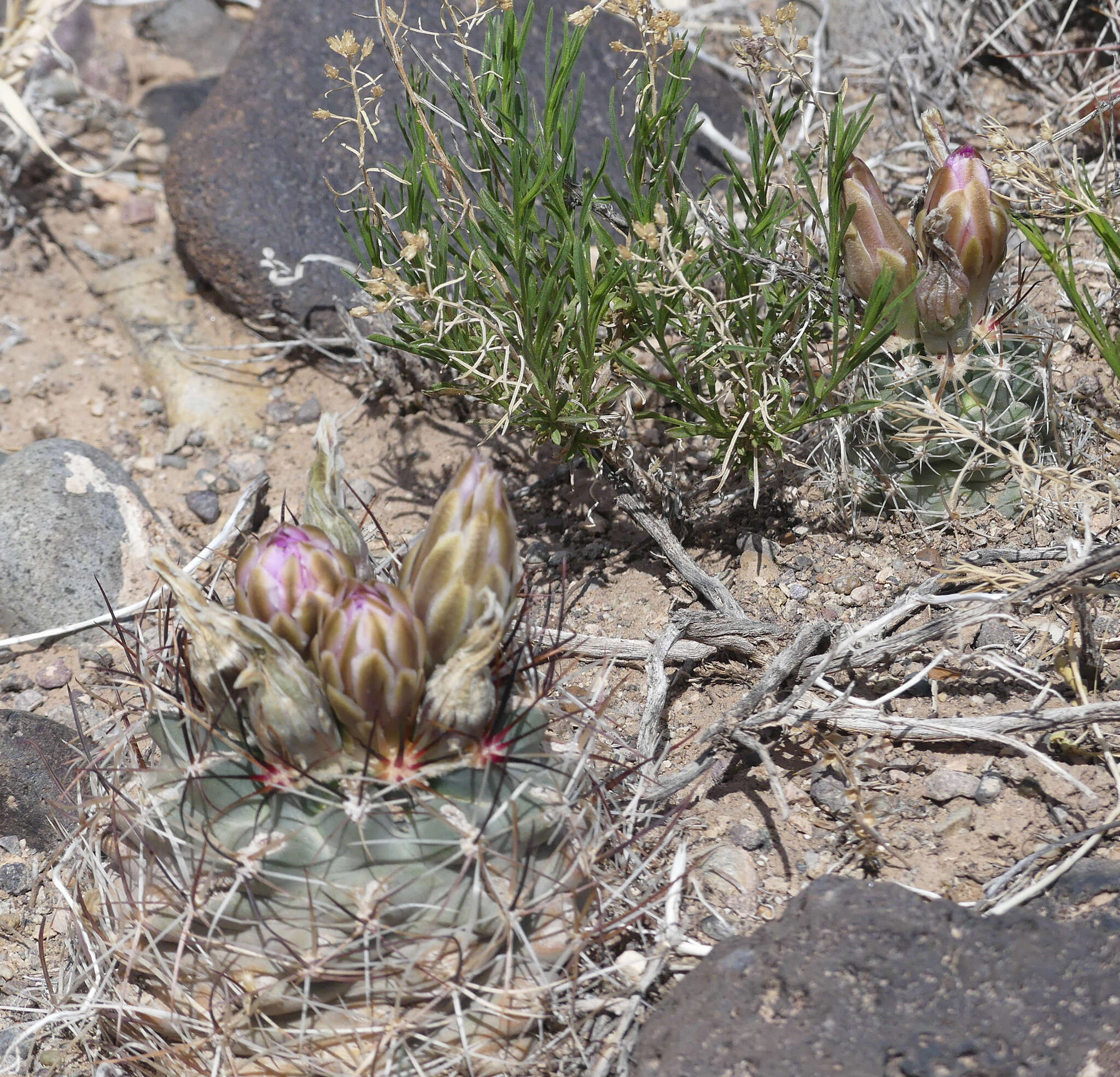 Image of Colorado hookless cactus