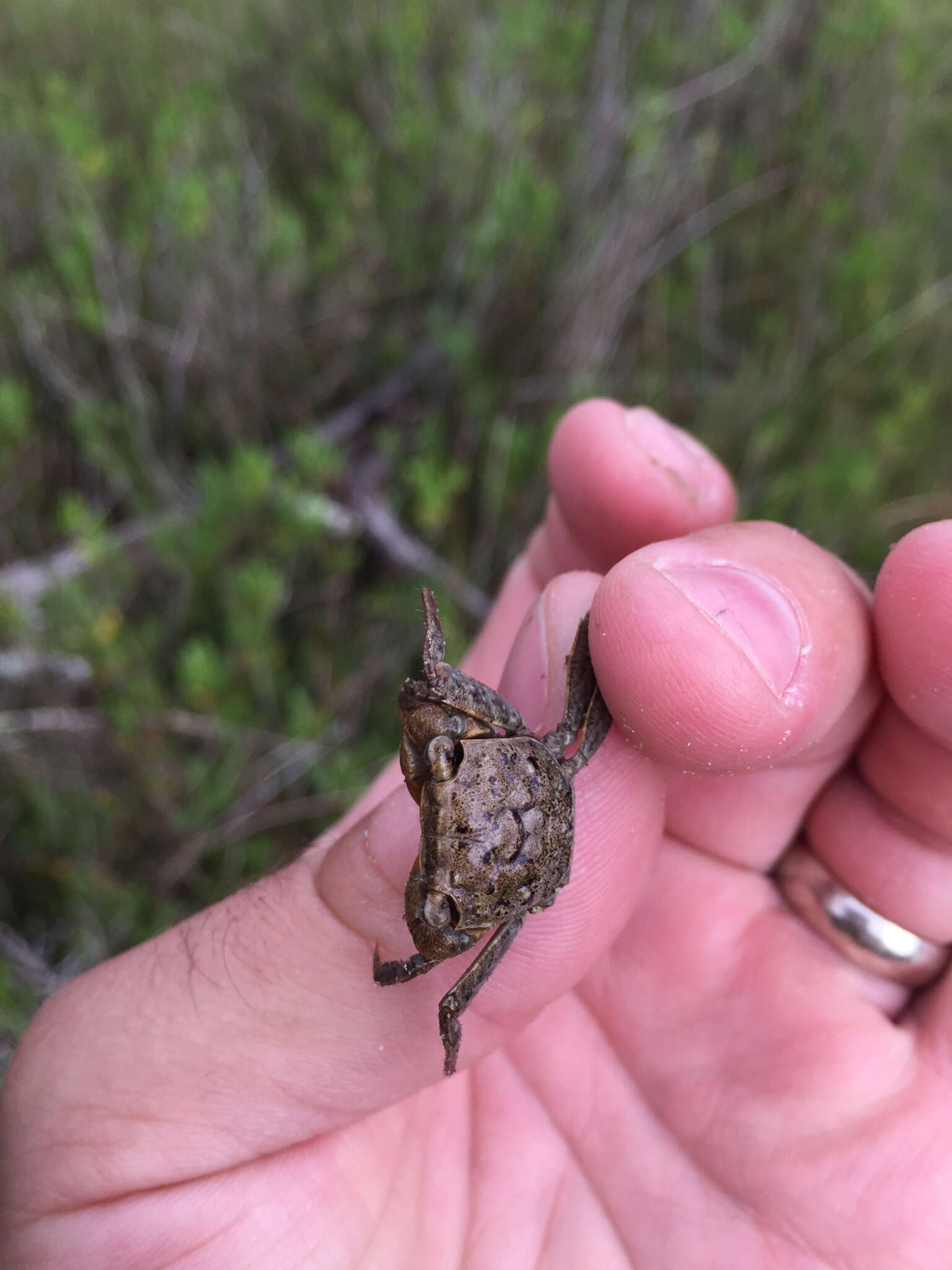 Image of Squareback Marsh Crab