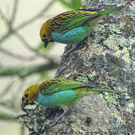 Image of Gilt-edged Tanager