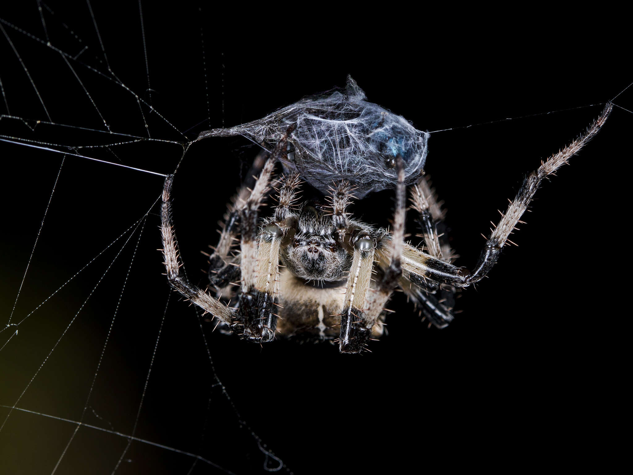 Imagem de Araneus tartaricus (Kroneberg 1875)