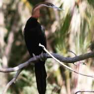 Image of African Darter