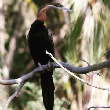 Image of African Darter