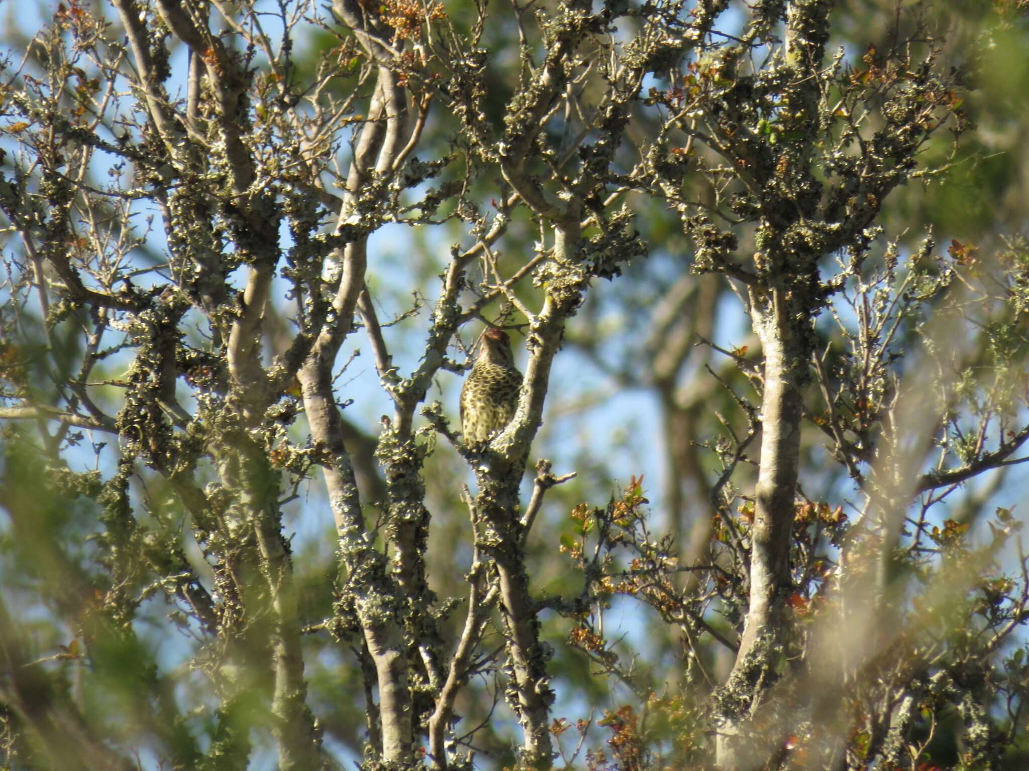 Image of Knysna Woodpecker