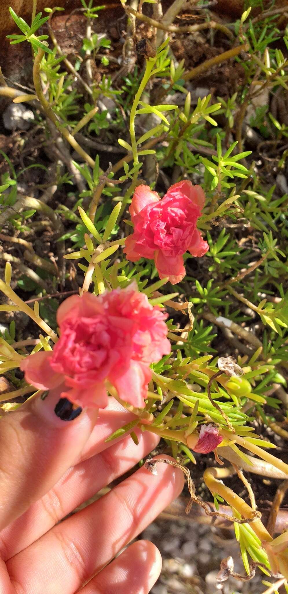 Image of Moss-rose Purslane