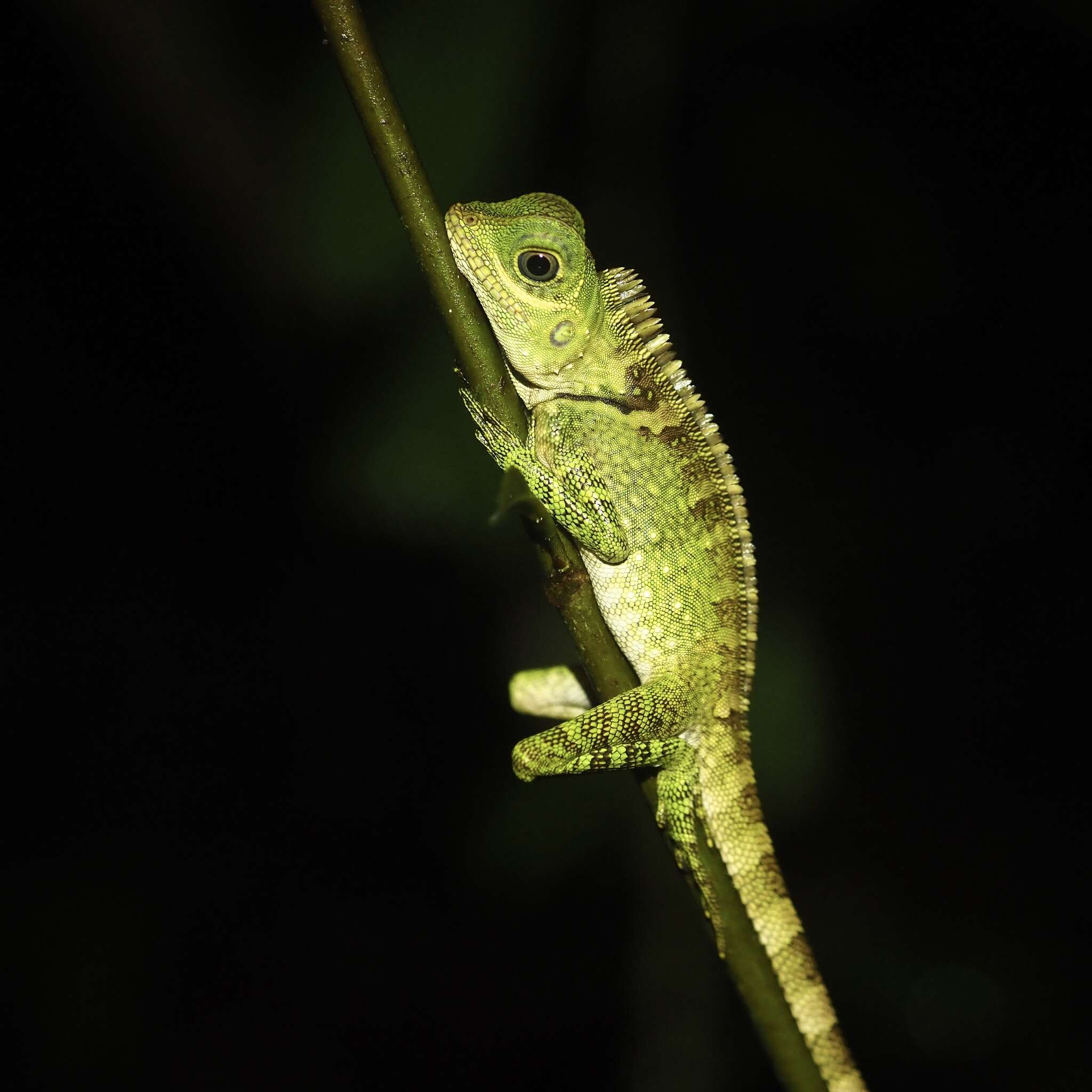 صورة Gonocephalus liogaster (Günther 1872)