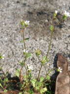 Image of nailwort