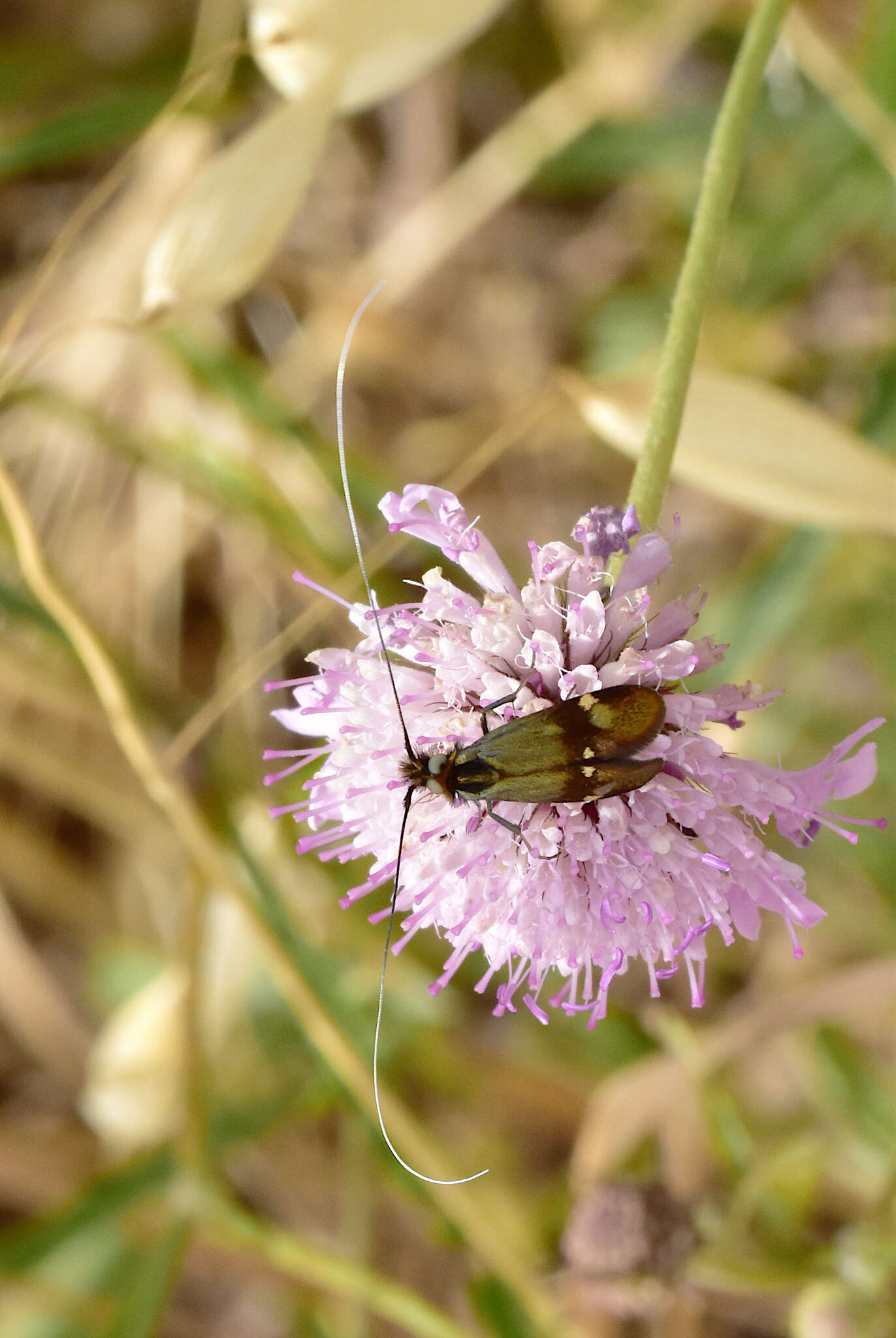 Слика од Nemophora raddaella Hübner 1793