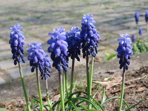 Image of Armenian grape hyacinth