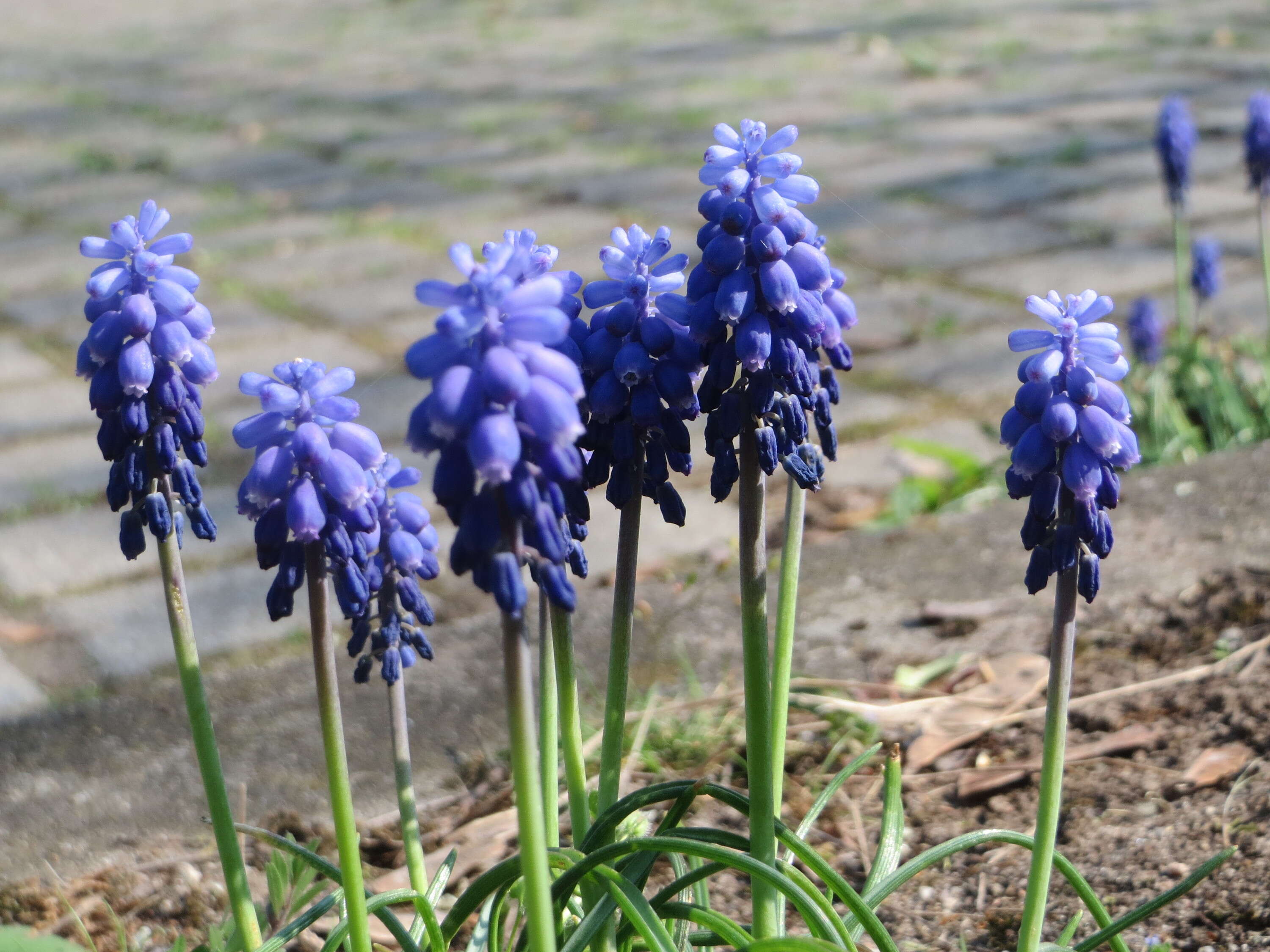 Imagem de Muscari armeniacum H. J. Veitch