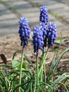 Image of Armenian grape hyacinth