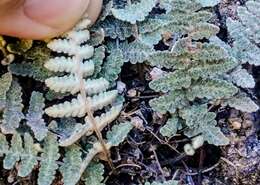 Image of Newberry's lipfern