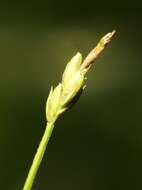 Image of bristlystalked sedge