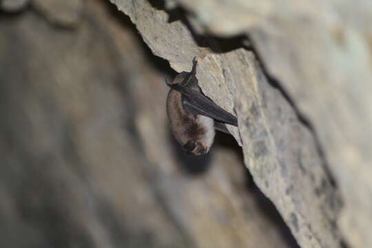 Image of Atacama Myotis