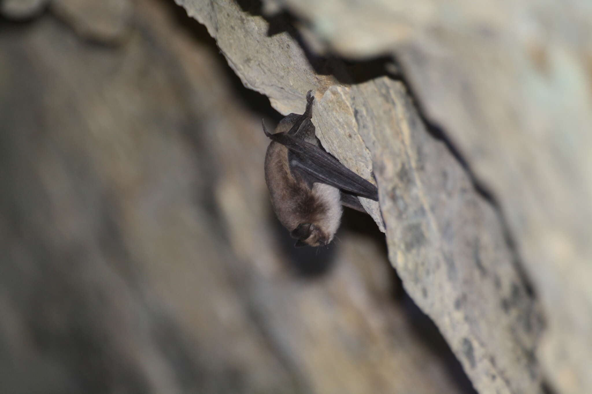 Imagem de Myotis atacamensis (Lataste 1892)