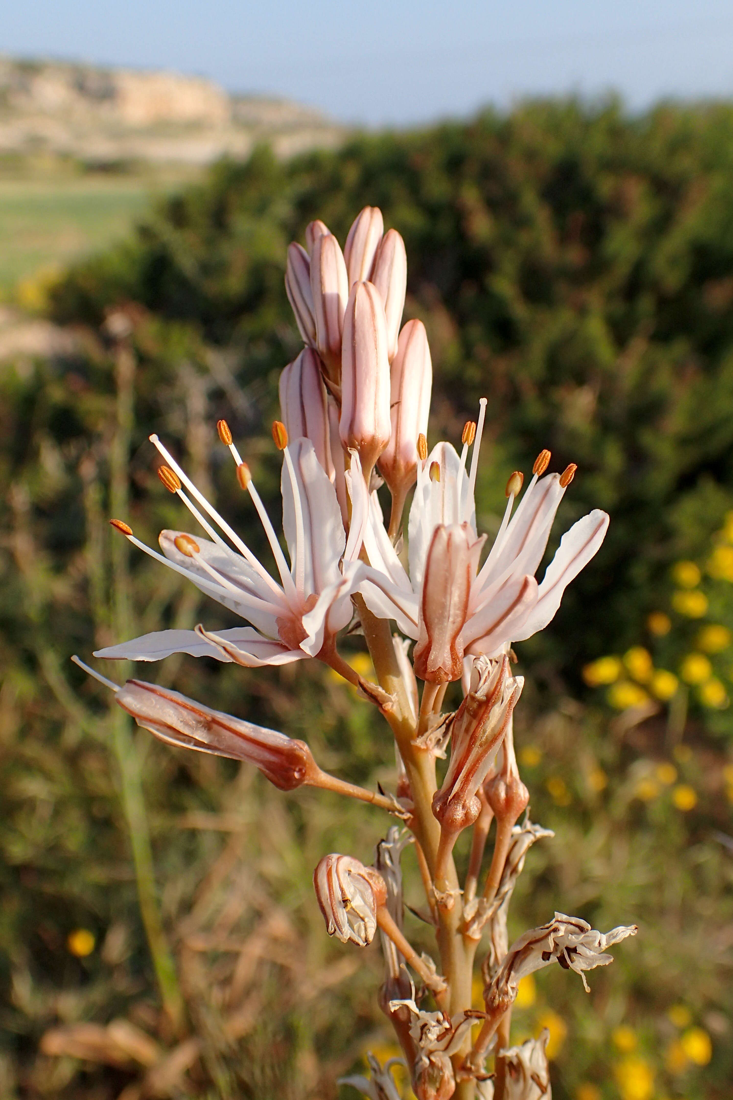 Image of Asphodelus ramosus L.