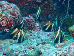 Image of Indian Ocean Bannerfish