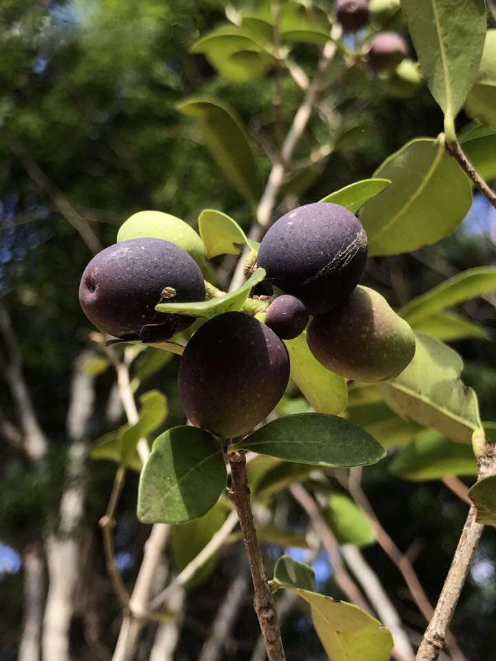 Image of Noronhia foveolata (E. Mey.) Hong-Wa & Besnard