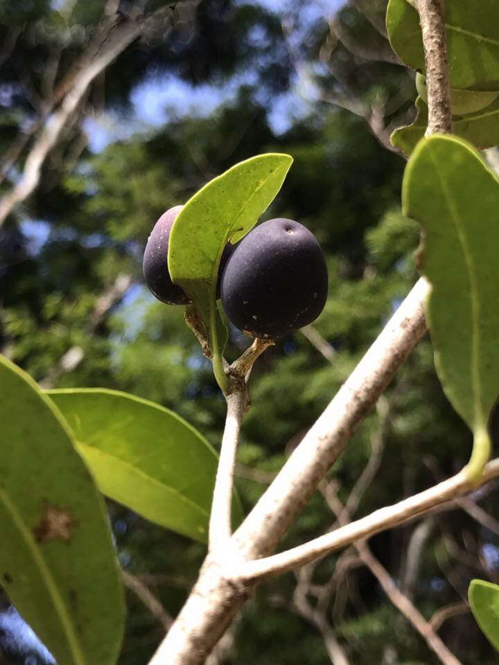 Image of Noronhia foveolata (E. Mey.) Hong-Wa & Besnard