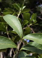 Image of Noronhia foveolata (E. Mey.) Hong-Wa & Besnard